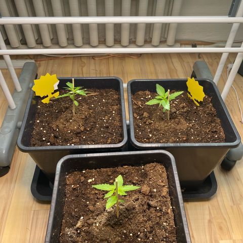 RQS Quick One 1 growlog photo: Growlampe installiert