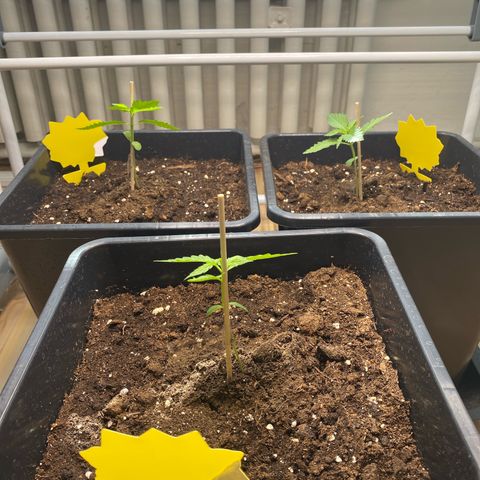 RQS Quick One 1 growlog photo: Growlampe installiert