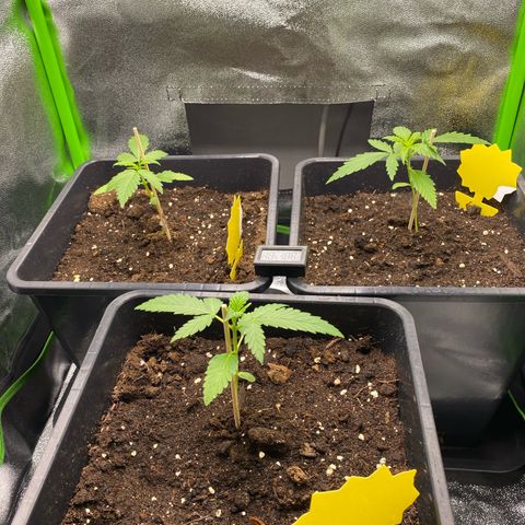 RQS Quick One 1 growlog timeline photo
