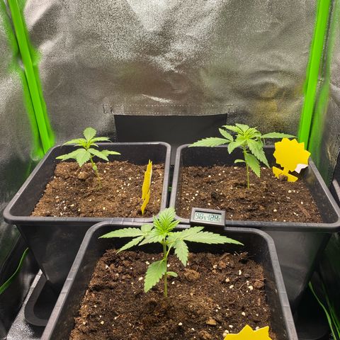 RQS Quick One 1 growlog timeline photo