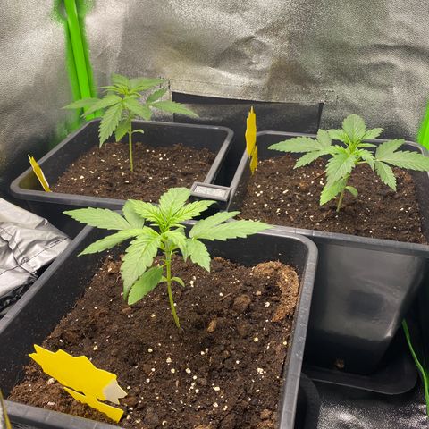 RQS Quick One 1 growlog timeline photo