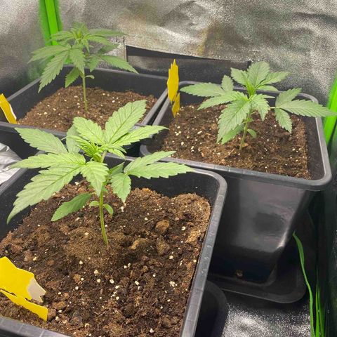 RQS Quick One 1 growlog timeline photo