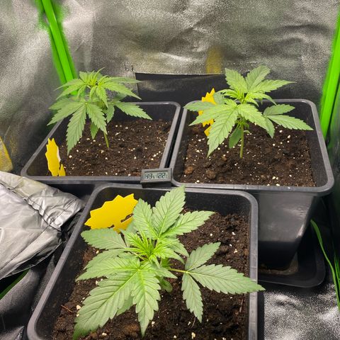 RQS Quick One 1 growlog timeline photo