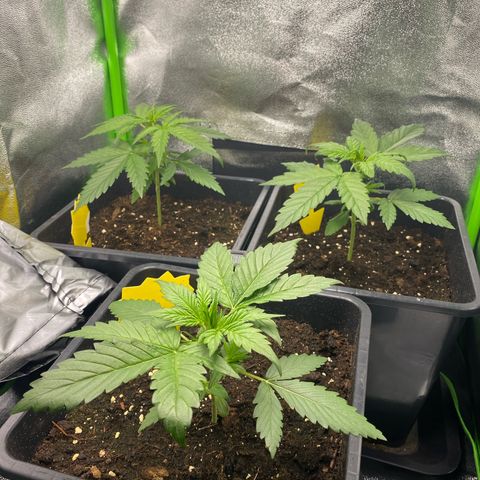 RQS Quick One 1 growlog timeline photo