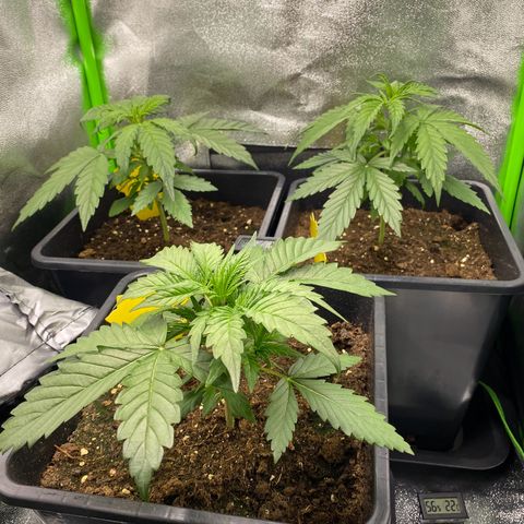 RQS Quick One 1 growlog timeline photo