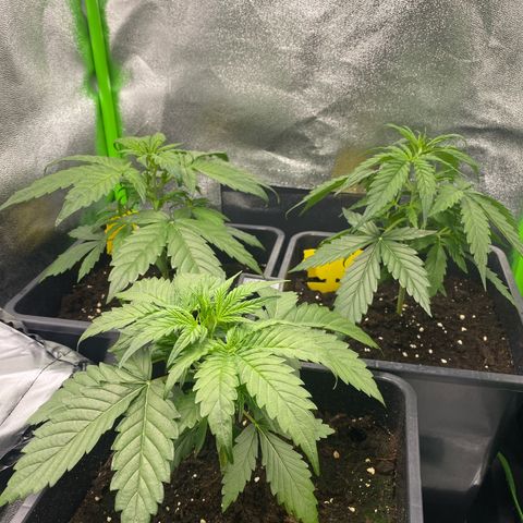RQS Quick One 1 growlog timeline photo