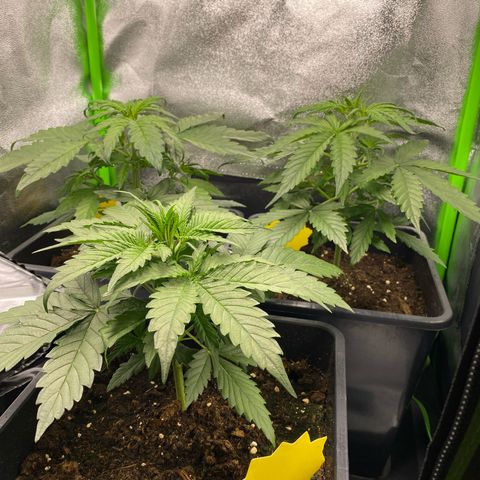 RQS Quick One 1 growlog timeline photo