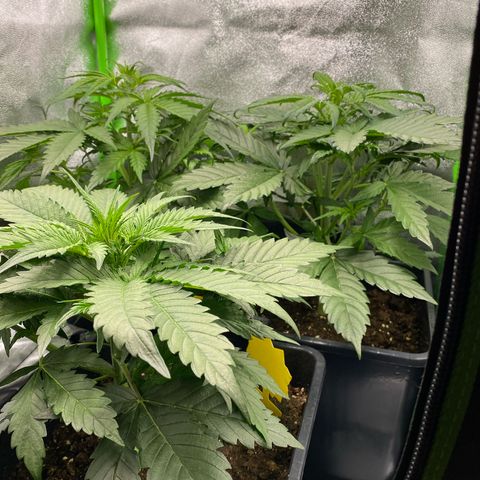 RQS Quick One 1 growlog timeline photo