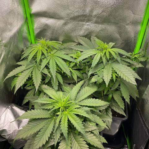 RQS Quick One 1 growlog timeline photo
