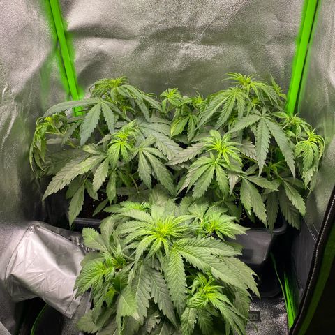 RQS Quick One 1 growlog timeline photo