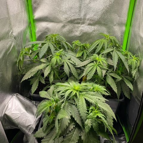 RQS Quick One 1 growlog timeline photo