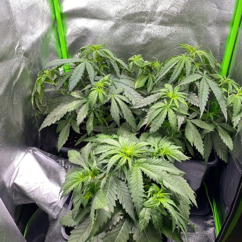RQS Quick One 1 growlog timeline photo
