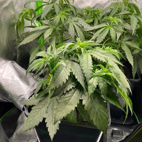 RQS Quick One 1 growlog timeline photo
