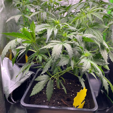 RQS Quick One 1 growlog timeline photo