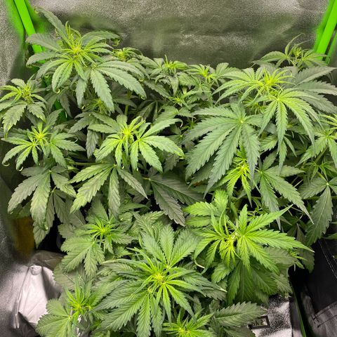 RQS Quick One 1 growlog timeline photo