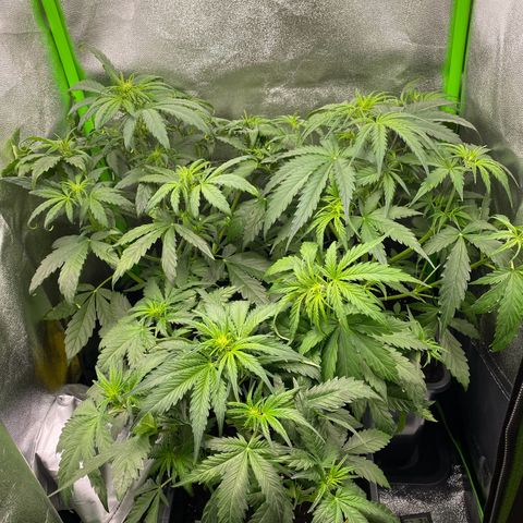 RQS Quick One 1 growlog timeline photo
