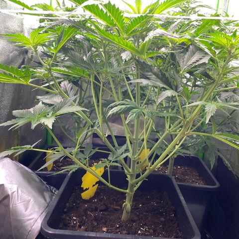 RQS Quick One 1 growlog timeline photo