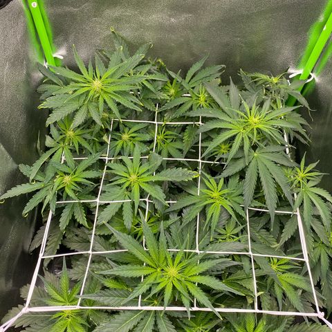 RQS Quick One 1 growlog timeline photo