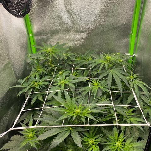RQS Quick One 1 growlog timeline photo