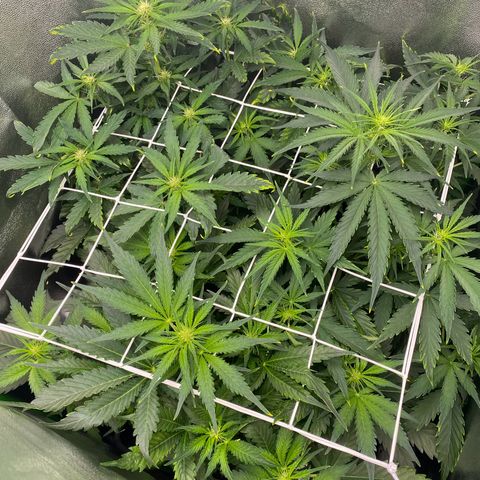 RQS Quick One 1 growlog timeline photo