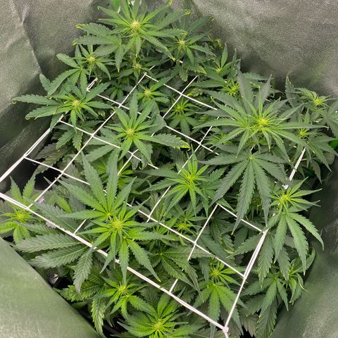 RQS Quick One 1 growlog timeline photo