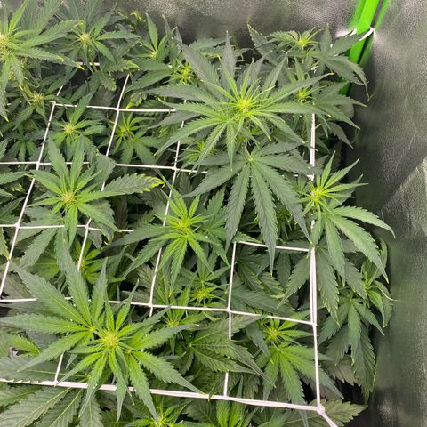 RQS Quick One 1 growlog timeline photo