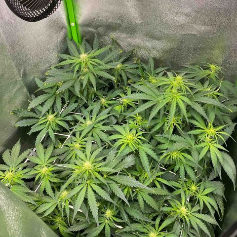 RQS Quick One 1 growlog timeline photo