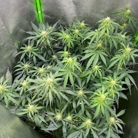 RQS Quick One 1 growlog timeline photo