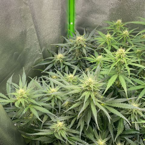 RQS Quick One 1 growlog timeline photo