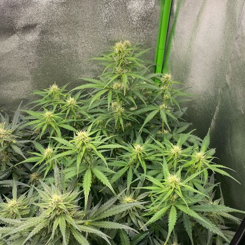 RQS Quick One 1 growlog timeline photo