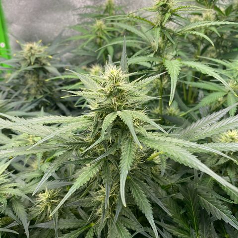 RQS Quick One 1 growlog timeline photo