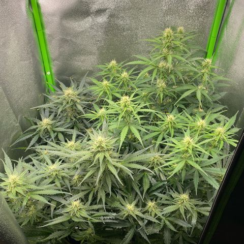 RQS Quick One 1 growlog timeline photo