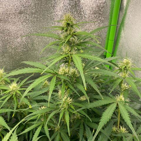 RQS Quick One 1 growlog timeline photo