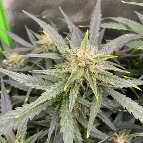 RQS Quick One 1 growlog timeline photo