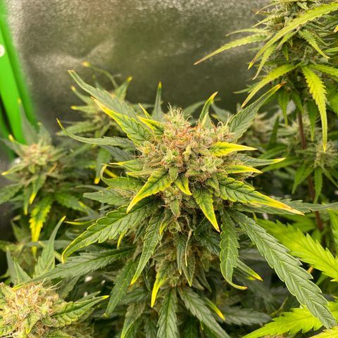 RQS Quick One 1 growlog timeline photo