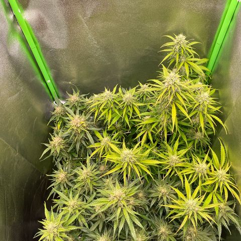 RQS Quick One 1 growlog timeline photo