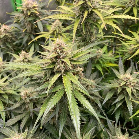 RQS Quick One 1 growlog timeline photo