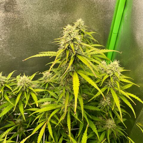 RQS Quick One 1 growlog timeline photo