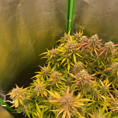 RQS Quick One 1 growlog timeline photo