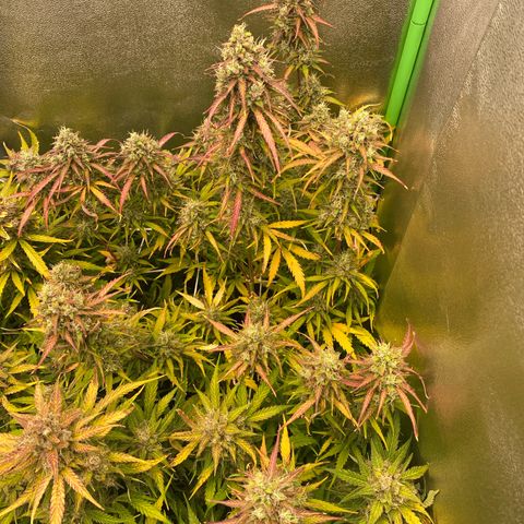 RQS Quick One 1 growlog timeline photo