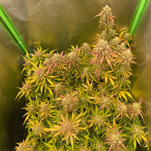 RQS Quick One 1 growlog timeline photo