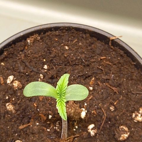 G13 Haze growlog photo: Die Pflanze streckt sich für mehr Licht, also habe ich die Lampe auf 80 cm Abstand eingestellt. Mal schauen wie es morgen aussieht 🌱