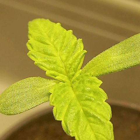 G13 Haze growlog photo: 💚