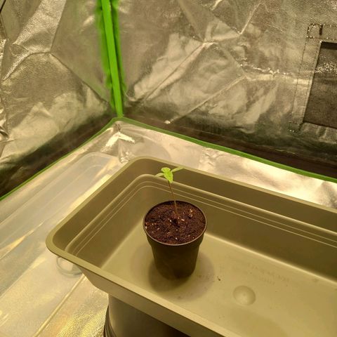 G13 Haze growlog photo: 💚