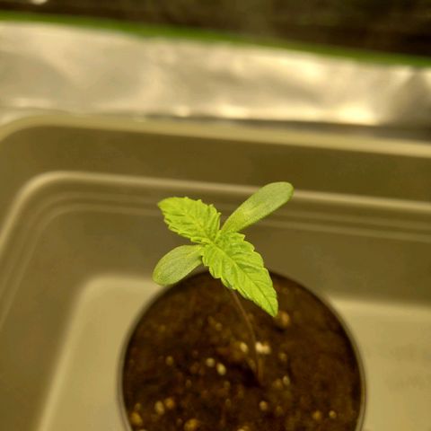 G13 Haze growlog photo: 💚