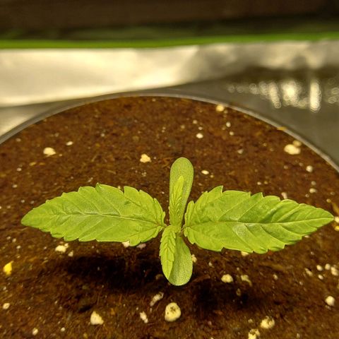 G13 Haze growlog photo: 🌱