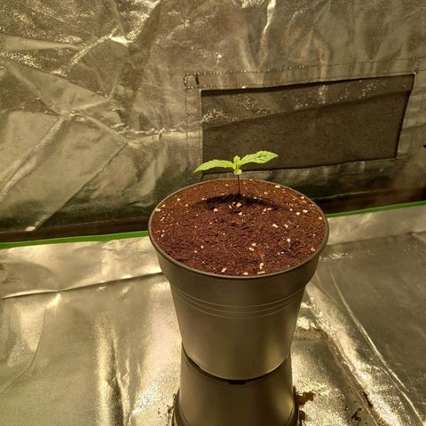 G13 Haze growlog photo: 🌱