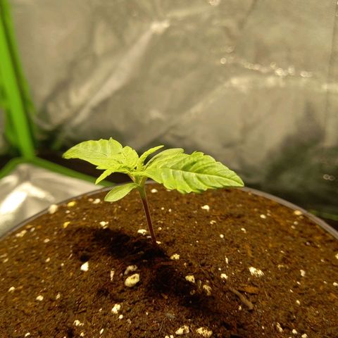 G13 Haze growlog photo: 🌱