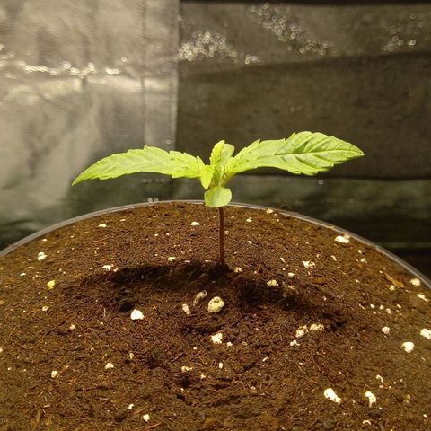 G13 Haze growlog photo: 🌱