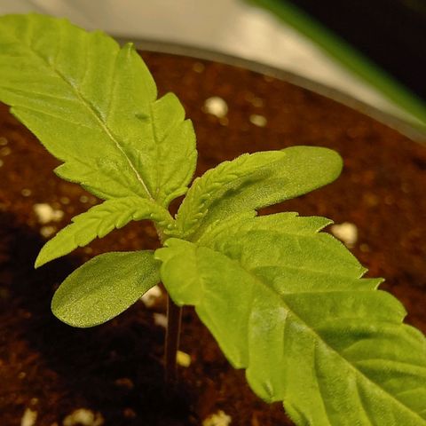 G13 Haze growlog photo: 🌱